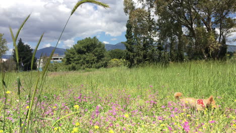 footage of medium sized breed dog playing in a meadow at athens, greece