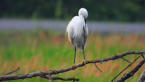 great egret chillling uhd mp4 4k video