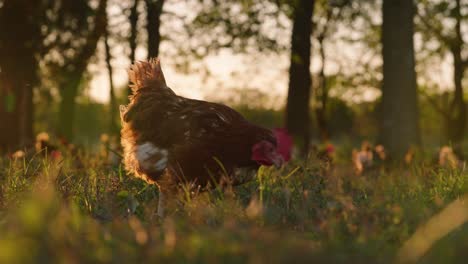 Pollo-De-Corral-Deambulando-En-Un-Prado-Forestal-Bañado-Por-El-Sol-Picoteando-La-Hierba,-4k-Portátil