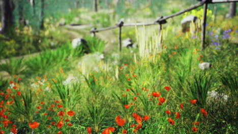 colorful wildflower meadow with vibrant poppies and lush greenery in springtime