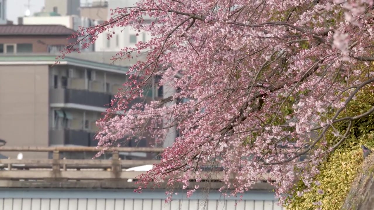 Fiori di ciliegio rosa ondeggiano dolcemente sopra un muro di pietra con il traffico cittadino che attraversa un ponte.