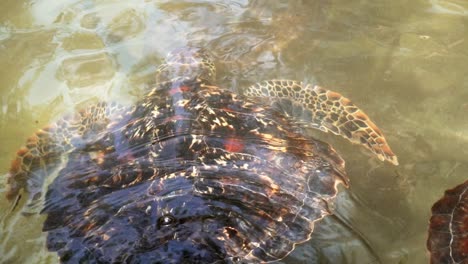 Sea-turtle-swimming-in-the-pond