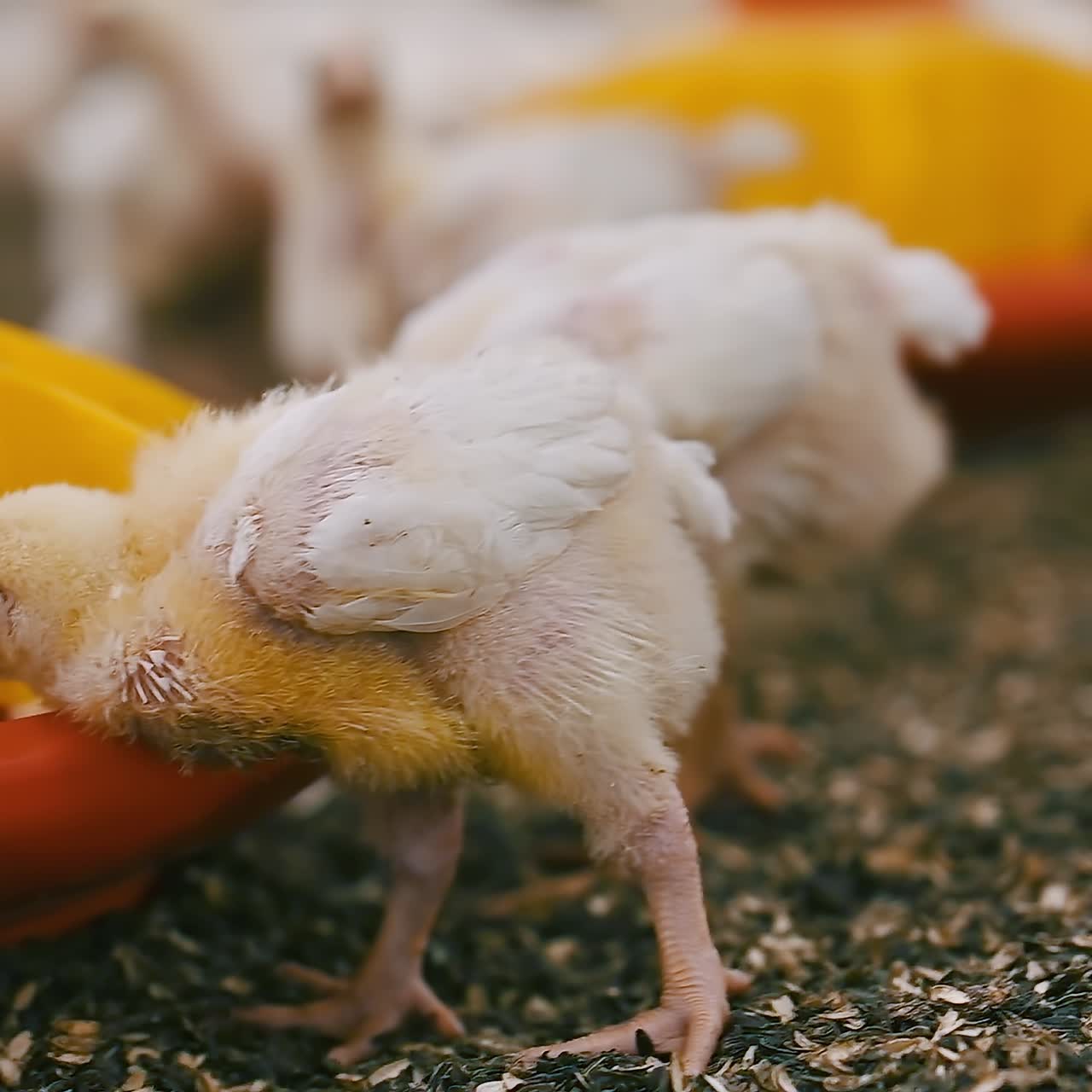 Fat little chicks eating fodder. Poultry factory with broiler chickens fattening. Funny birds near automatic feeder. Agribusiness