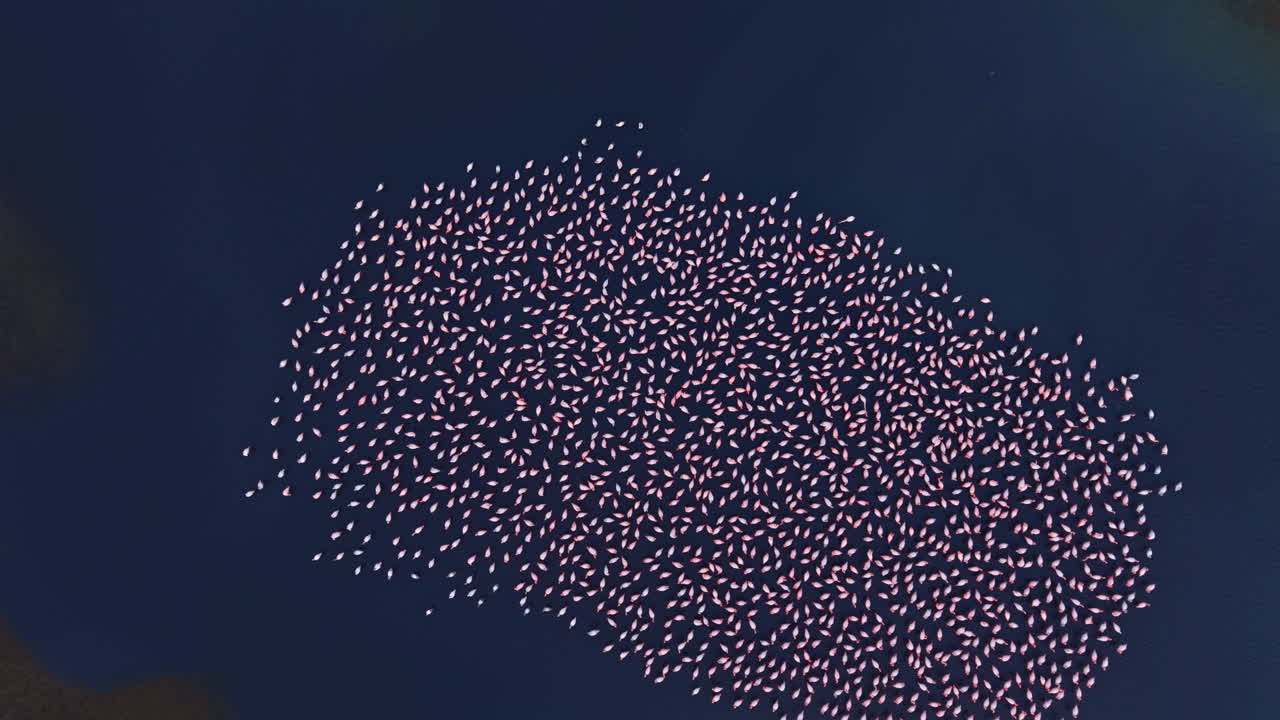 Banco di pesci colorati che danza leggiadro nel blu profondo dell'oceano sotto la luce scintillante del sole durante un pomeriggio tranquillo