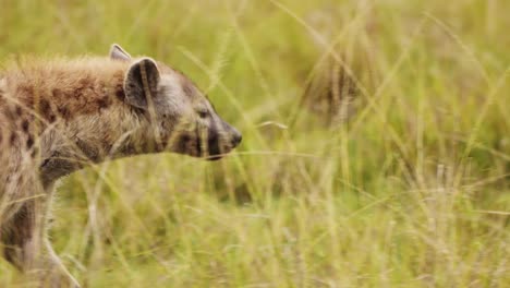 slow motion shot of close up shot of hyena walking slowly through vibrant grass of the masai mara north conservancy, african wildlife in maasai mara national reserve, kenya, africa safari animals