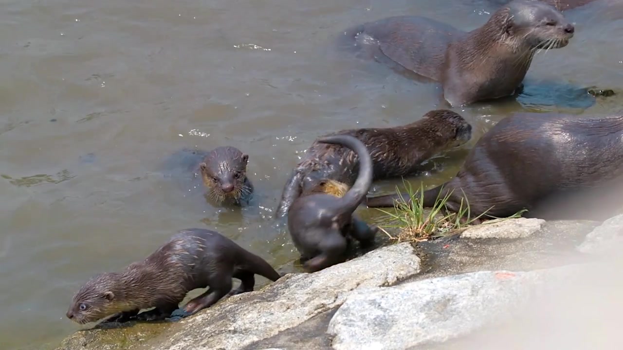 Singapore - Famiglia di lontre dal pelo liscio che gioca sulla riva del fiume - primo piano
