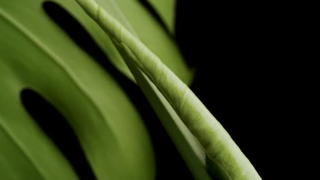 famous monstera deliciosa plant with unfurling leaf