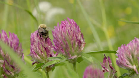 macro shot of bumblebee collecting pollen from purple flowers