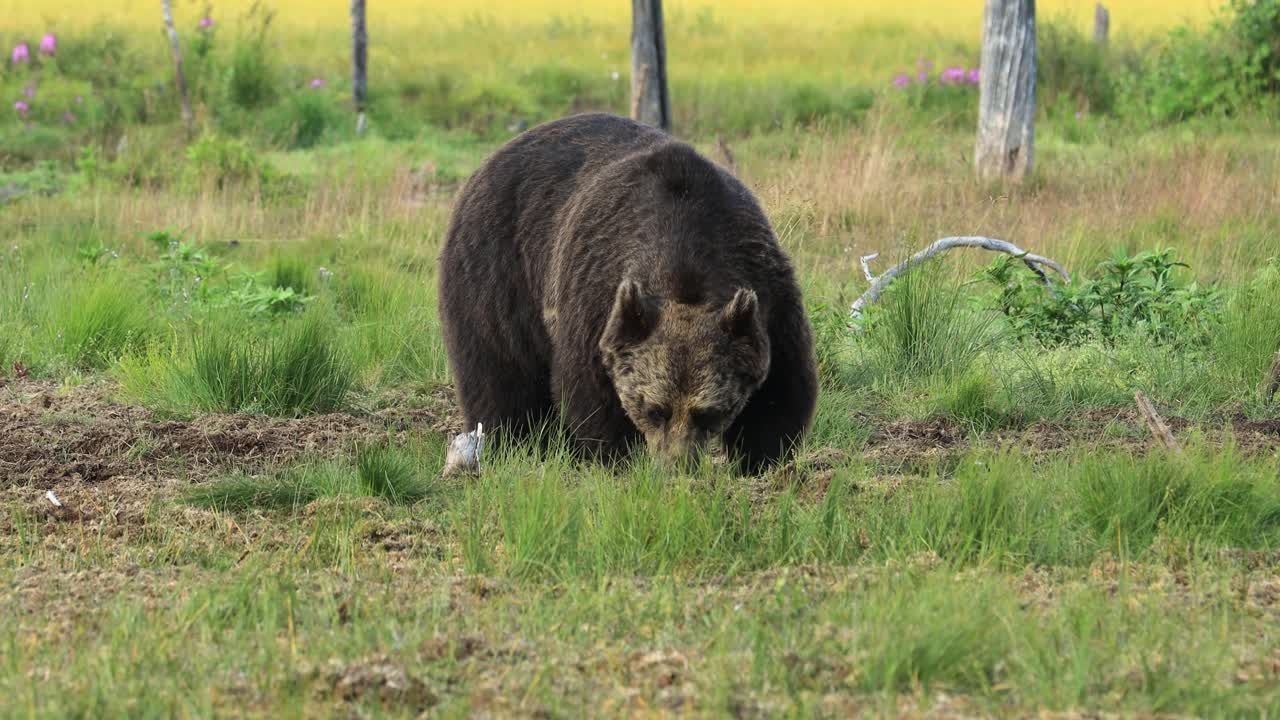Braunbär (Ursus arctos) in freier Wildbahn ist ein Bär, der in weiten Teilen Nordeurasiens und Nordamerikas vorkommt. In Nordamerika werden die Populationen von Braunbären oft als Grizzlybären bezeichnet.