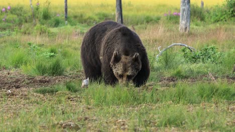 Brown-bear-(Ursus-arctos)-in-wild-nature-is-a-bear-that-is-found-across-much-of-northern-Eurasia-and-North-America.-In-North-America,-the-populations-of-brown-bears-are-often-called-grizzly-bears.