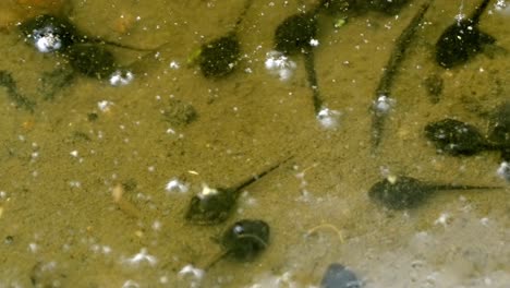 close-up of tadpoles: early stage of frog life in natural pond