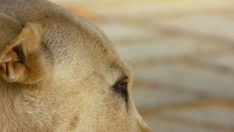 sleepy street dog closeup shot video