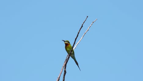 Mirando-De-Izquierda-A-Derecha-Algunas-Abejas-Para-Almorzar,-Abejaruco-De-Cola-Azul-Merops-Philippinus,-Tailandia