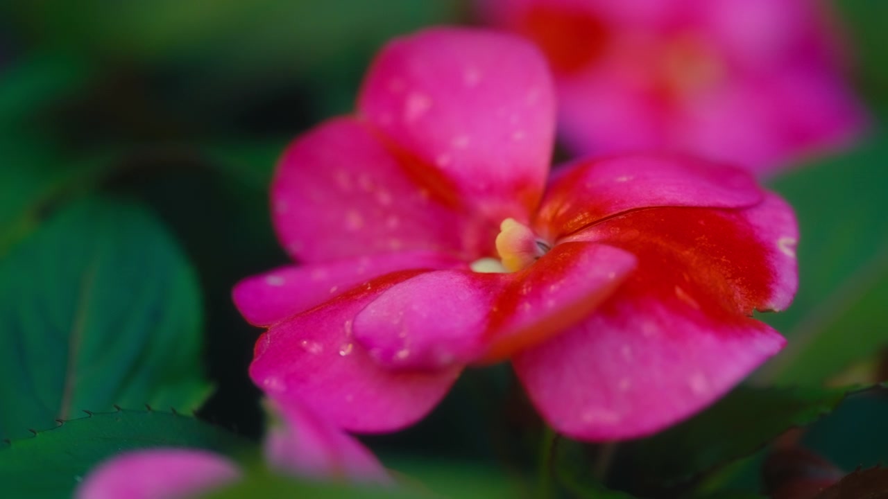 Impatiens rosa in fiore in un giardino primaverile con bokeh morbido