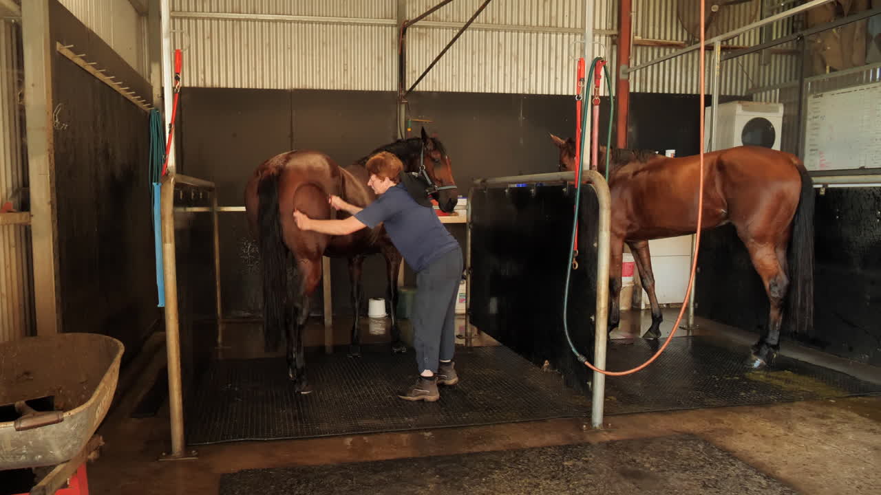 Lady drying of horse after wash