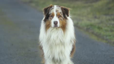 portrait of an australian red merle shepherd sitting on an asphalt road by the grass looking into the camera