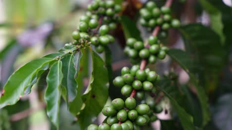 unripe green coffee growing on tree, agricultural crop, coffee production on plantation