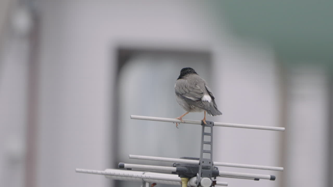 vista de cerca de un pájaro tordo oscuro sentado en una antena yagi uda cerca de tokio, japón - toma estática