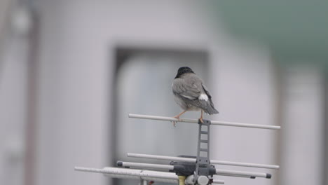 close up view of a dusky thrush bird sitting on a yagi uda antenna near tokyo, japan - static shot