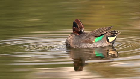 un trullo alado verde acicalándose las plumas mientras nada en un lago a la luz de la mañana