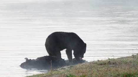 grizzly bear in yellowstone national park eating a bison carcass, tearing away chunks and chewing