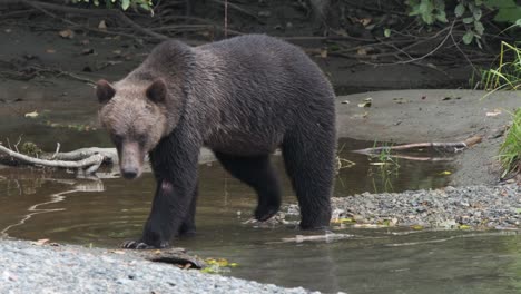 silver tip grizzly bear walks along riverbank, looks for fish in river