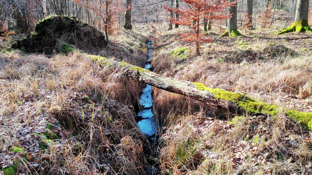 En smal strøm flyder stille under en mosbegroet væltet træstamme i en dansk skov. Højkvalitetsoptagelser, der fremviser skovbundens naturlige teksturer og glitrende vand i vinterlys.