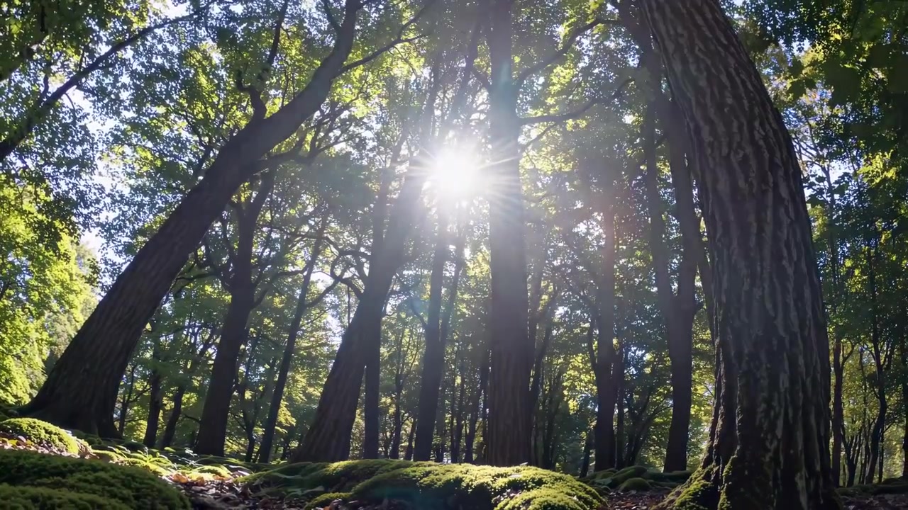 Sunlight Filtering Through Trees in a Lush Green Forest