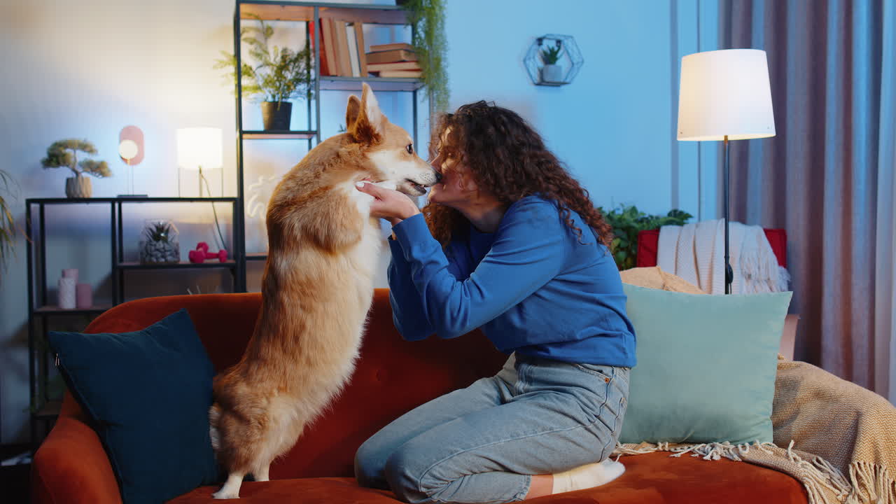 Happy smiling young woman playing with cute funny adorable corgi dog on sofa in room at home