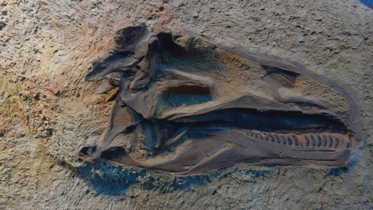 Fósil de cráneo de dinosaurio expuesto en roca revelando detalles de anatomía prehistórica, incrustado en exhibición