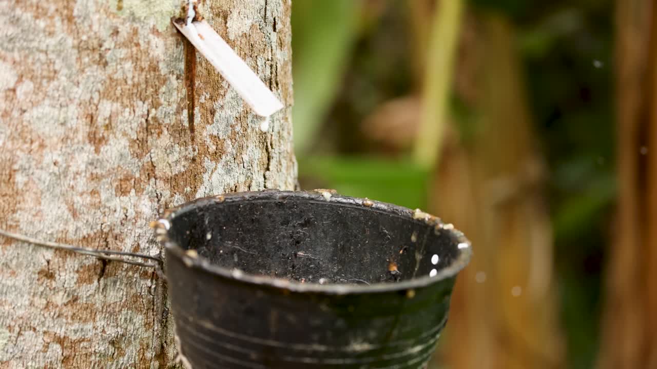 árbol de caucho aprovechado para la recolección de látex en una granja tailandesa, mostrando técnicas tradicionales de cosecha