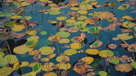 Lilypads-with-swaying-flowers-in-a-calm-marsh-in-Thailand