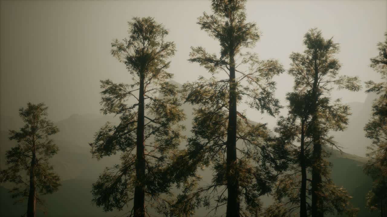 Misty forest on the mountain slope