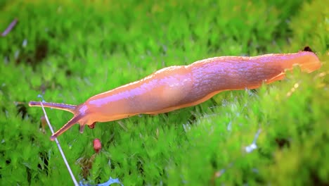 slug slowly crawls on the green grass.. slug is a common name for a number of gastropods that have undergone a reduction or complete loss of the shell during their evolutionary development.