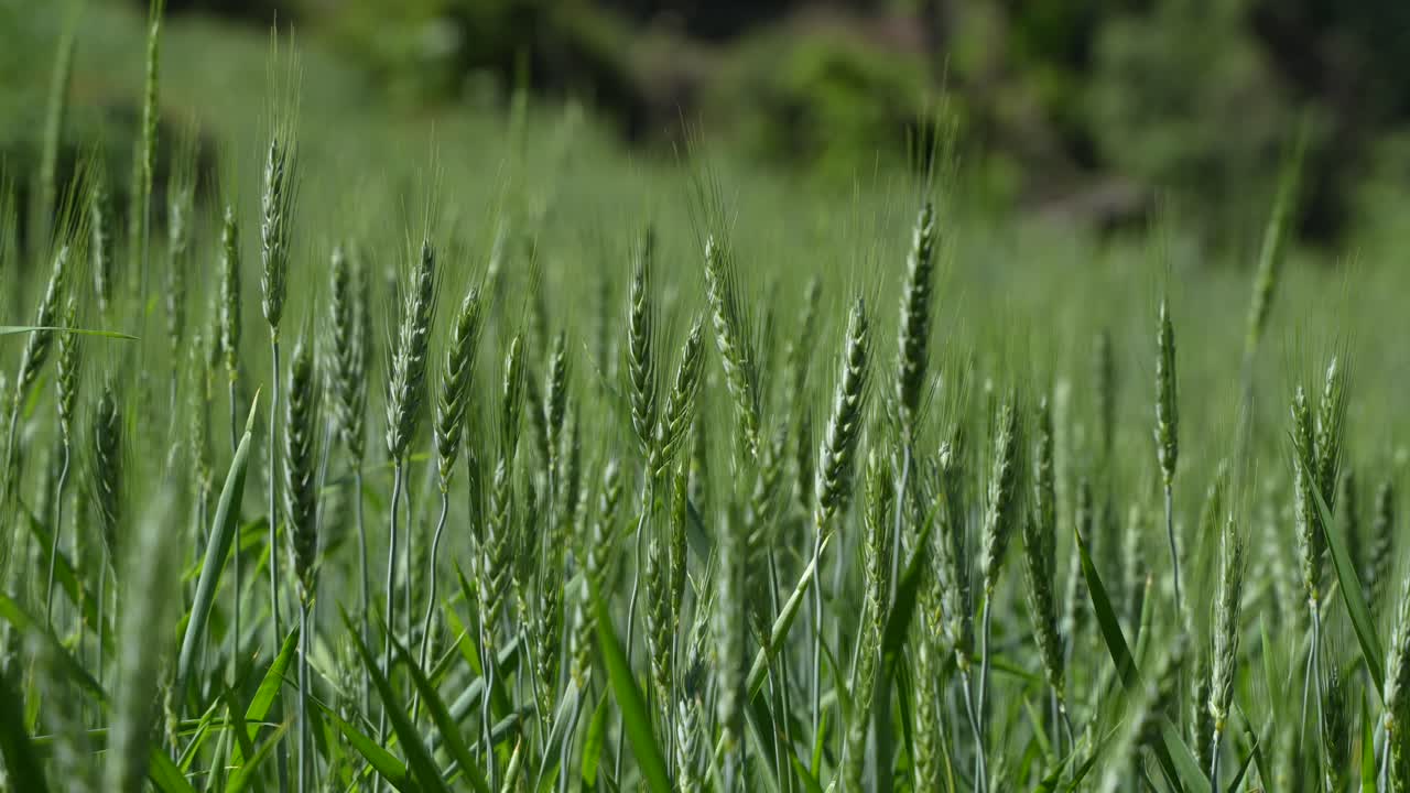 Wheat cultivated in the hilly areas.