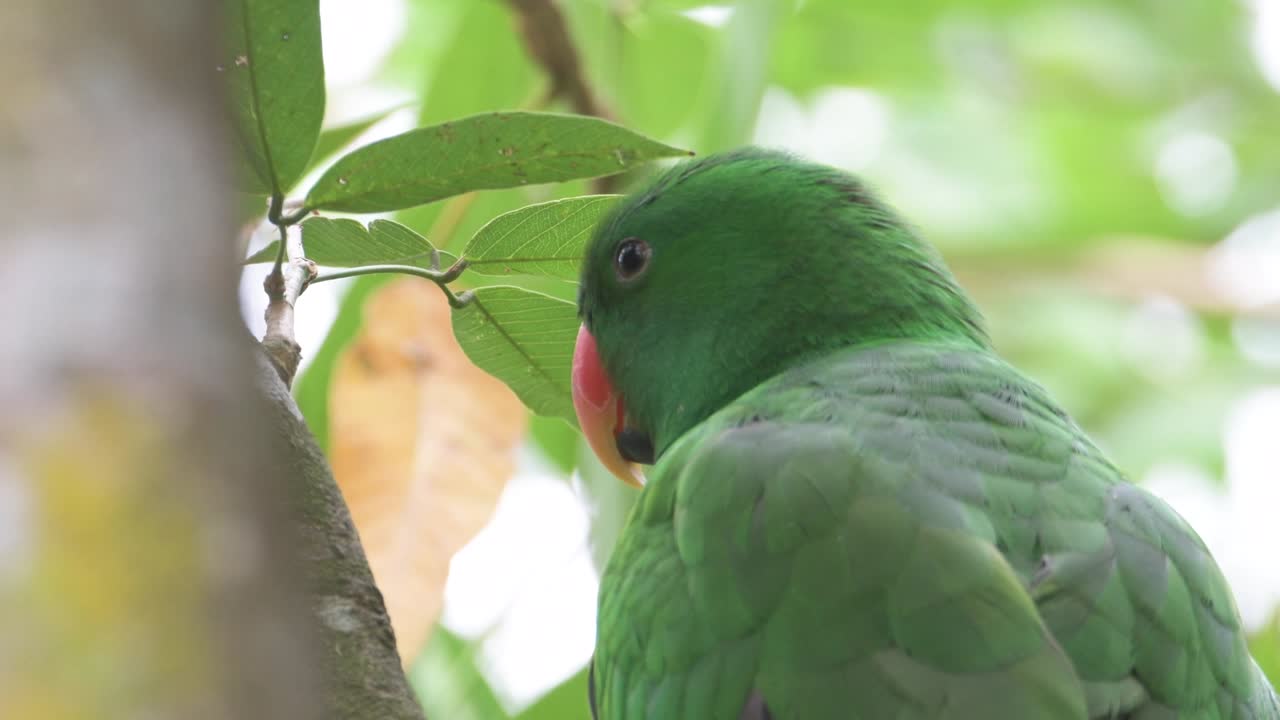 loro colorido sentado en la rama del árbol y mirando a su alrededor, singapore