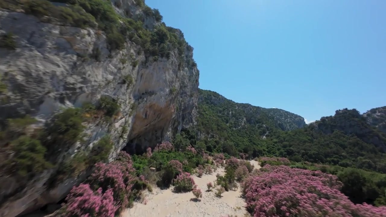 Letto del fiume fiancheggiato da oleandri, gola di Cala Luna, costa di Baunei, Sardegna, Italia — riprese aeree con drone. Drone FPV che scende rapidamente nel canyon, arbusti rosa in fiore, ruscello poco profondo