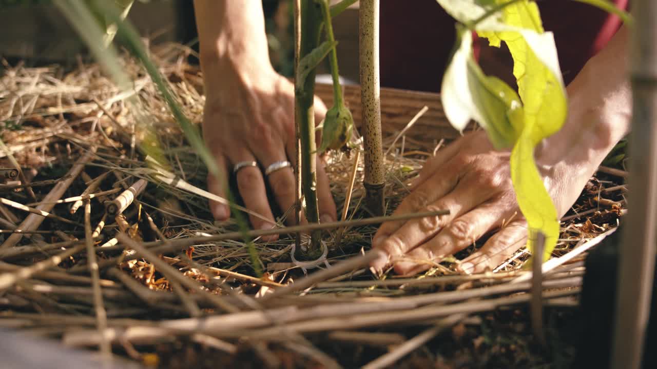 Protecting young plant with careful mulching