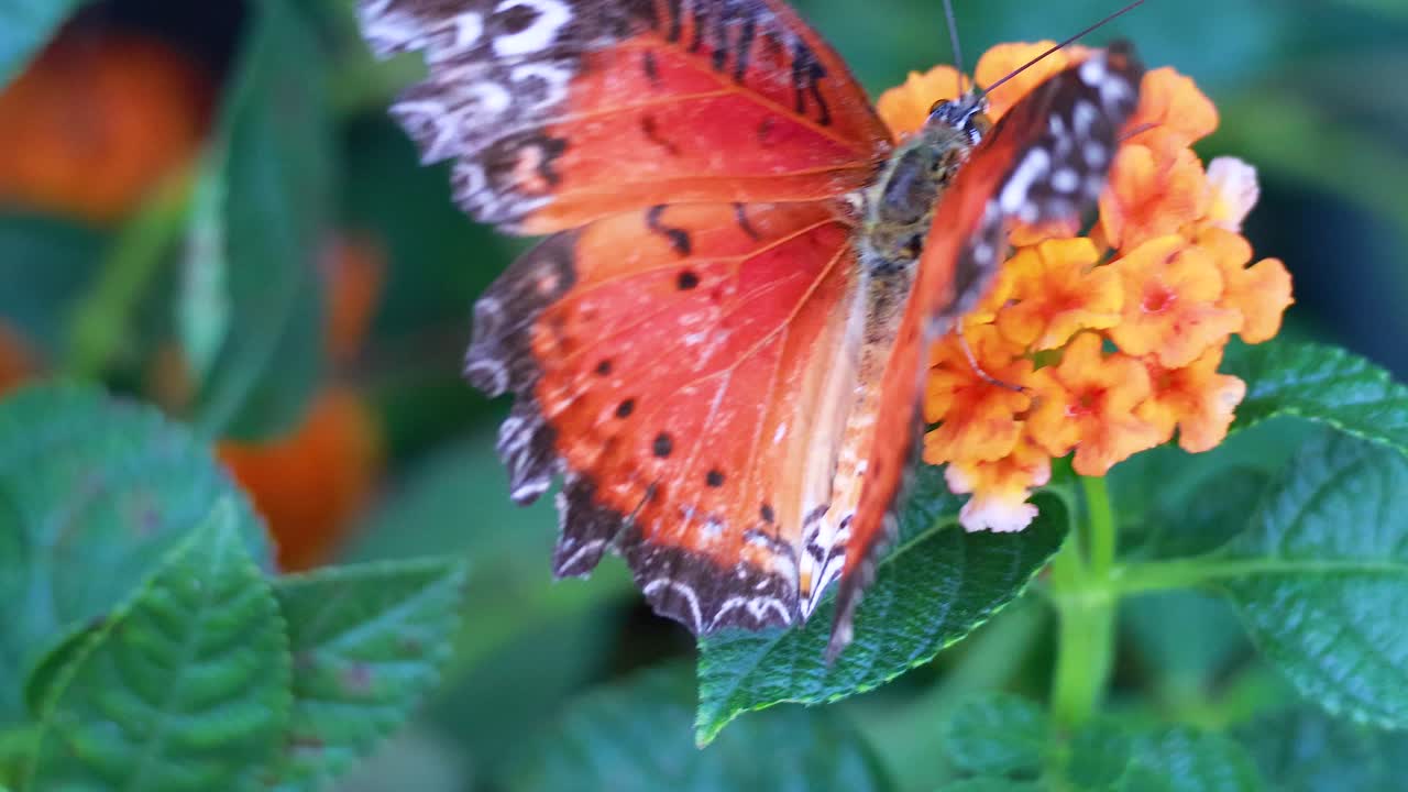 Farfalla con fiori in un parco