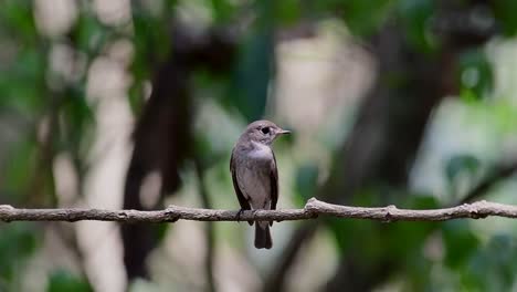 Der-Asiatische-Braunschnäpper-Ist-Ein-Kleiner-Sperlingsvogel,-Der-In-Japan,-Im-Himalaya-Und-In-Sibirien-Brütet