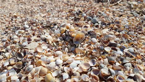 conchas marinas en la playa en la luz del sol, primer plano
