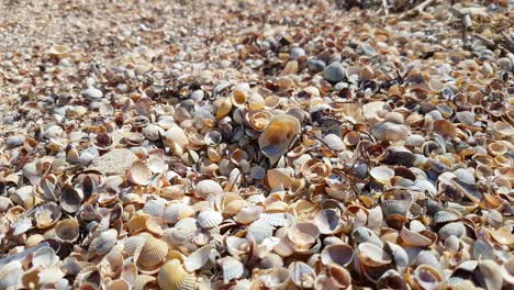 seashells on sea beach in sunlight, close-up