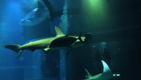 tiburones martillo deslizándose por el agua en cautiverio