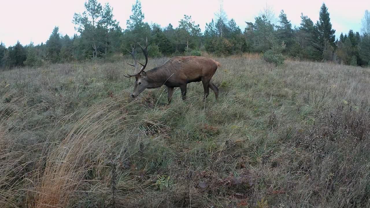 Cervo maschio (Cervus elaphus) con bellissime corna che cammina in un prato. Saaremaa, Estonia