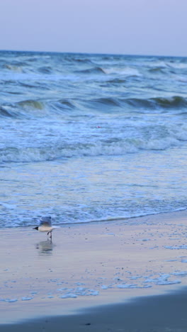 seagulls flying on seashore. seagulls flying over the waves of the sea