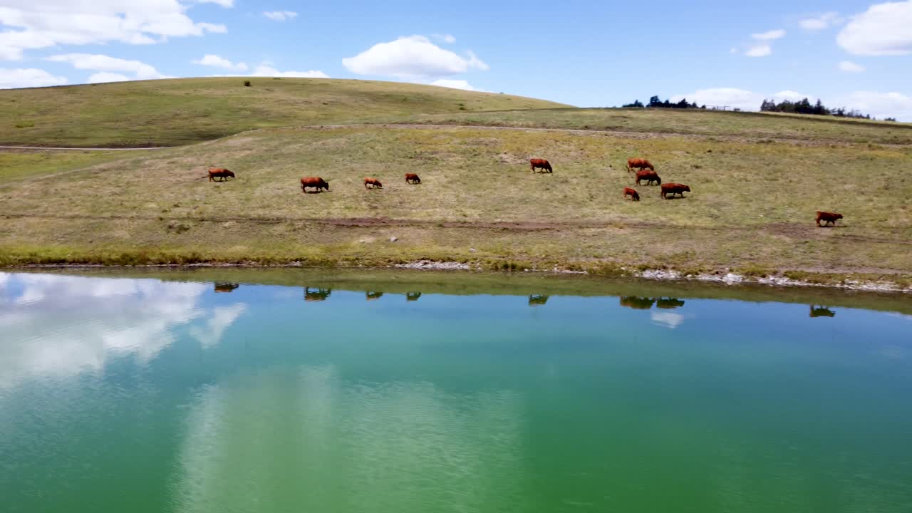 Mandria di bovini allevati all'aperto che si spostano liberamente lungo il pascolo lacustre, bevendo acqua | Allevamento di bestiame da carne al pascolo, agricoltura, zootecnia | Migrazione e pascolo libero | Splendido paesaggio | 1 di 12