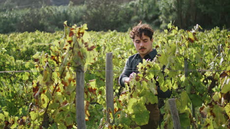 winegrower checking grapevine vineyard vertical. man agriculturist touch leaves