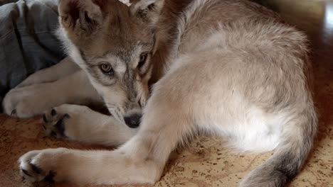 Grauer-Babywolf,-Der-Auf-Seinem-Märchen-Und-Einem-Tyrannstock-Kaut