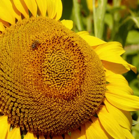 bee collects pollen in the sunflower