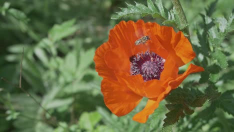 Mirando-Hacia-Abajo-A-Una-Abeja-Que-Se-Cierne-Sobre-El-Pistilo-Morado-Oscuro-De-Una-Amapola-Naranja